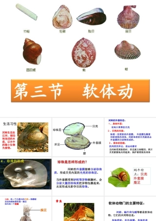 八年级生物上册 5.1.3 软体动物课件 （新版）新人教版