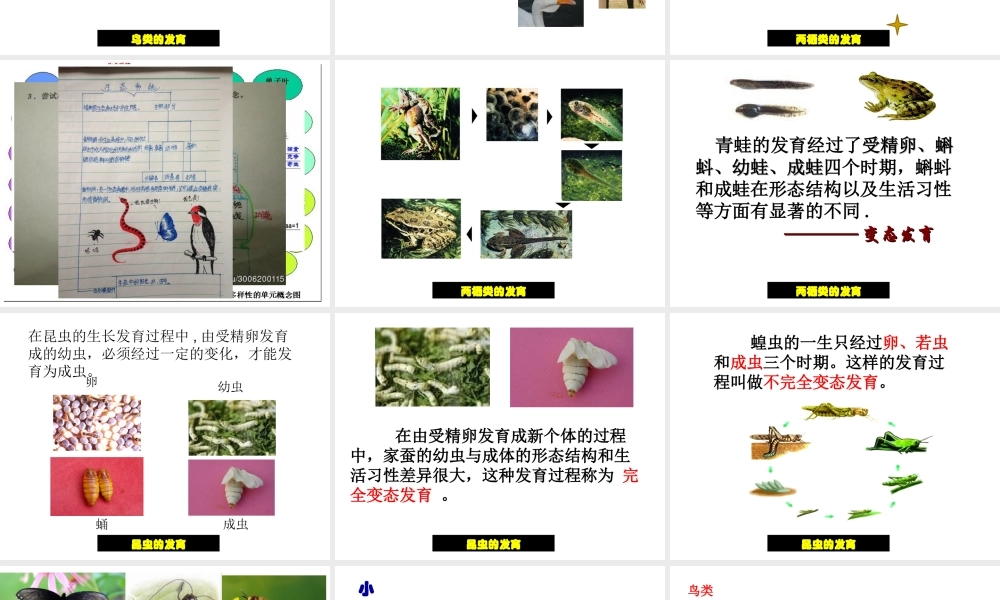 八年级生物上册 20.2 动物的发育课件1 苏科版-苏科版初中八年级上册生物课件