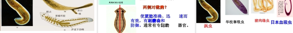 八年级生物上册 5.1.1《腔肠动物和扁形动物》课件5 （新版）新人教版-（新版）新人教级上册生物课件