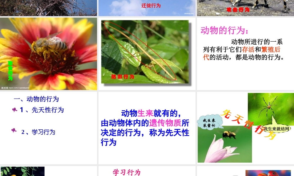 八年级生物上册 5.2.2 动物的先天性行为和学习行为课件 （新版）新人教版-（新版）新人教级上册生物课件