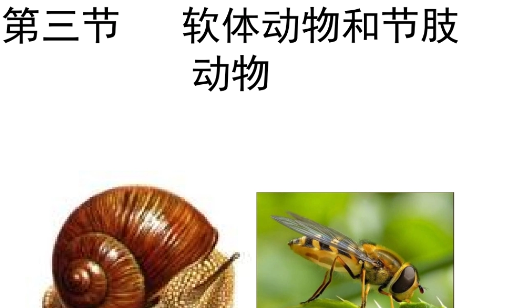 八年级生物上册 5.1.3 软体和节肢动物课件1 （新版）新人教版-（新版）新人教版初中八年级上册生物课件