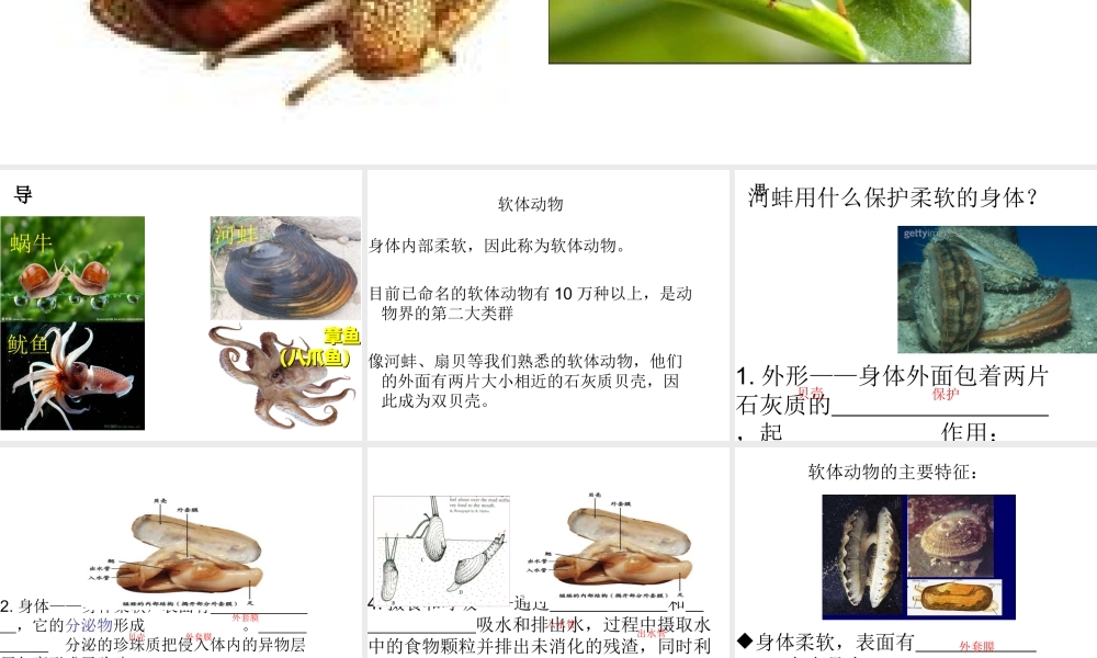 八年级生物上册 5.1.3 软体和节肢动物课件1 （新版）新人教版-（新版）新人教版初中八年级上册生物课件