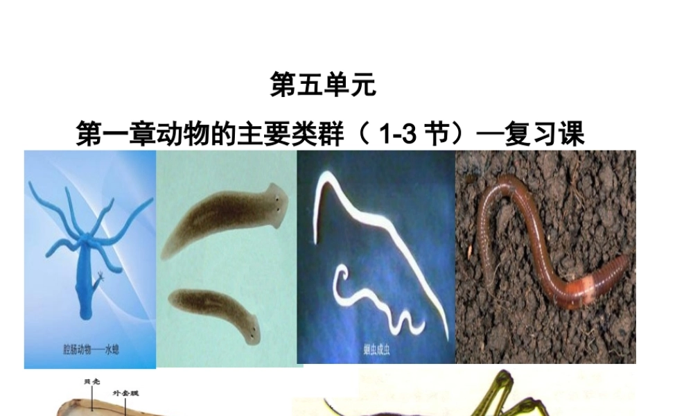 八年级生物上册 5.1.1-5.1.3 动物的主要类群复习课件 （新版）新人教版-（新版）新人教级上册生物课件