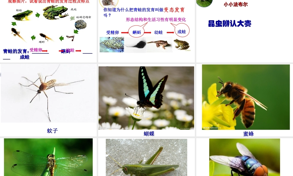 八年级生物上册 20.2 动物的发育课件2 苏科版-苏科版初中八年级上册生物课件