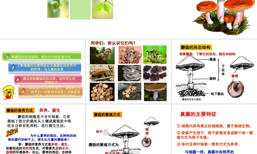 八年级生物上册 5.2.2 食用真菌课件（2）（新版）冀教版-（新版）冀教版初中八年级上册生物课件