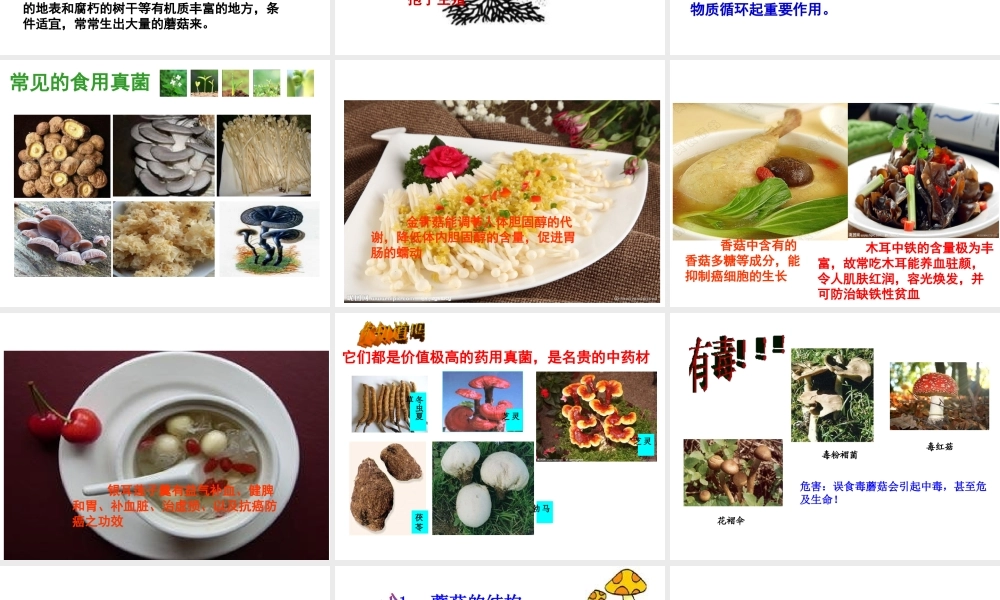 八年级生物上册 5.2.2 食用真菌课件（2）（新版）冀教版-（新版）冀教版初中八年级上册生物课件