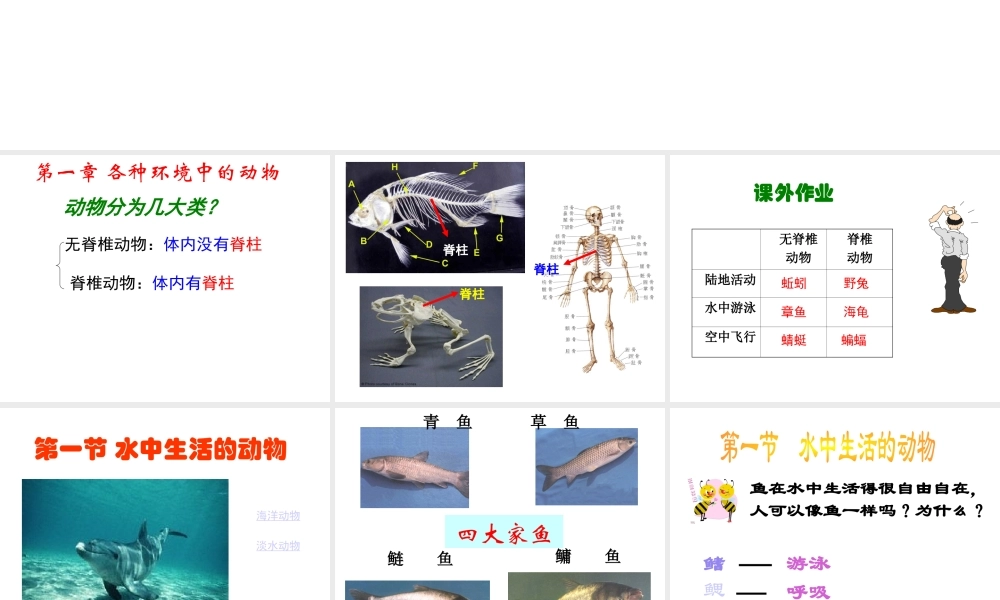 八年级生物上册 5.1.1水中生活的动物a精品课件 人教新课标版