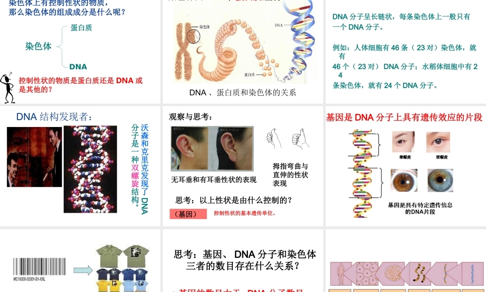 八年级生物上册 20.2 性状遗传的物质基础课件 北师大版-北师大版初中八年级上册生物课件