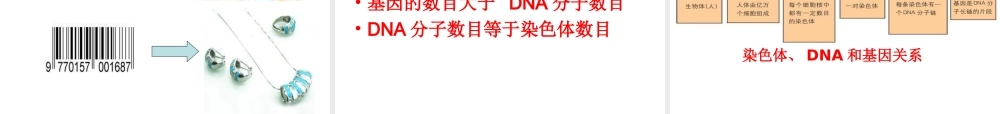 八年级生物上册 20.2 性状遗传的物质基础课件 北师大版-北师大版初中八年级上册生物课件