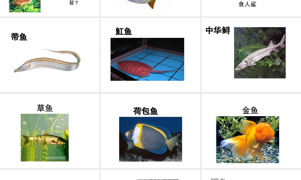 八年级生物上册 5.1.1水中生活的动物课件 人教新课标版