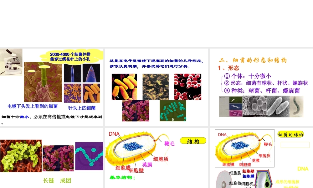 八年级生物上册 5.4.2《细菌》课件3 （新版）新人教版-（新版）新人教级上册生物课件