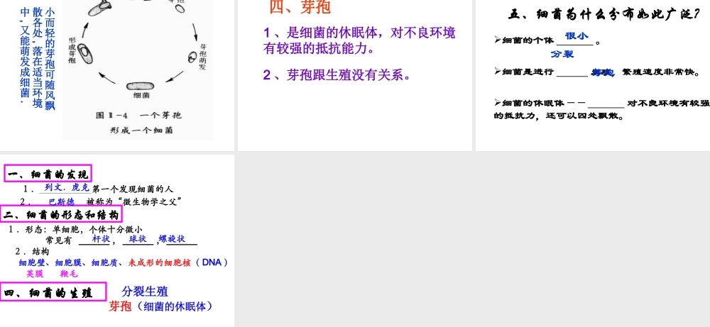八年级生物上册 5.4.2《细菌》课件3 （新版）新人教版-（新版）新人教级上册生物课件