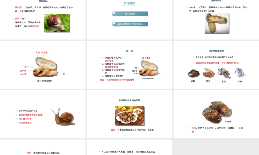 八年级生物上册 5.1.3《软体动物和节肢动物》（第1课时）课件 （新版）新人教版-（新版）新人教级上册生物课件
