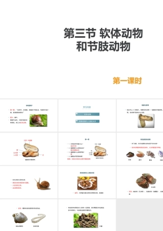 八年级生物上册 5.1.3《软体动物和节肢动物》（第1课时）课件 （新版）新人教版-（新版）新人教级上册生物课件