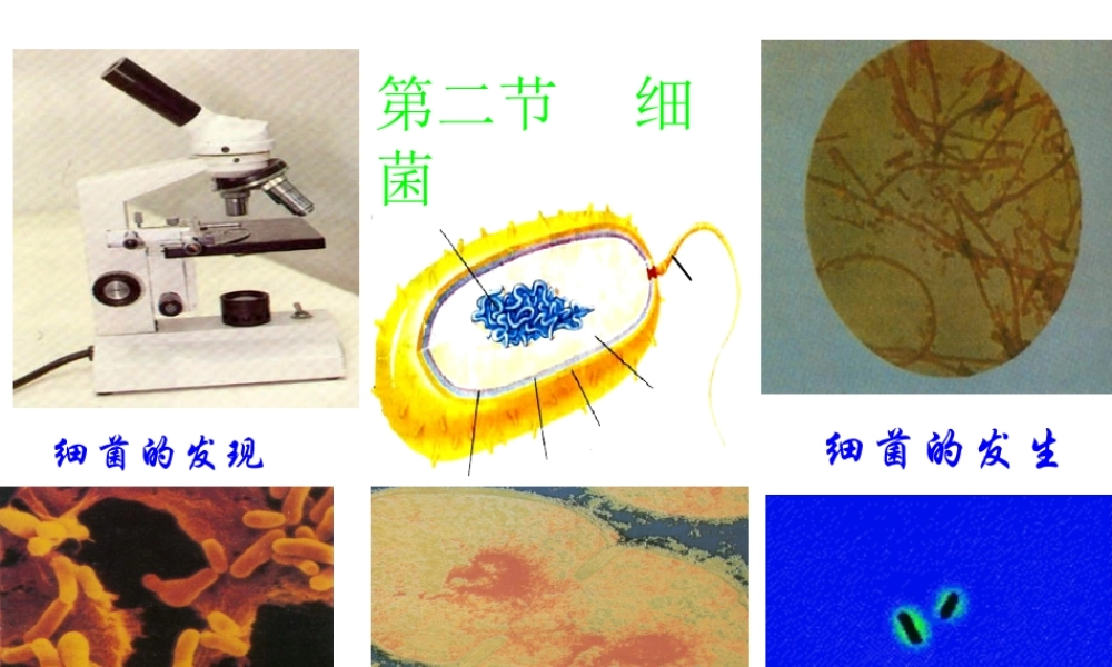 八年级生物上册 5.4.2《细菌》课件4 （新版）新人教版-（新版）新人教版初中八年级上册生物课件