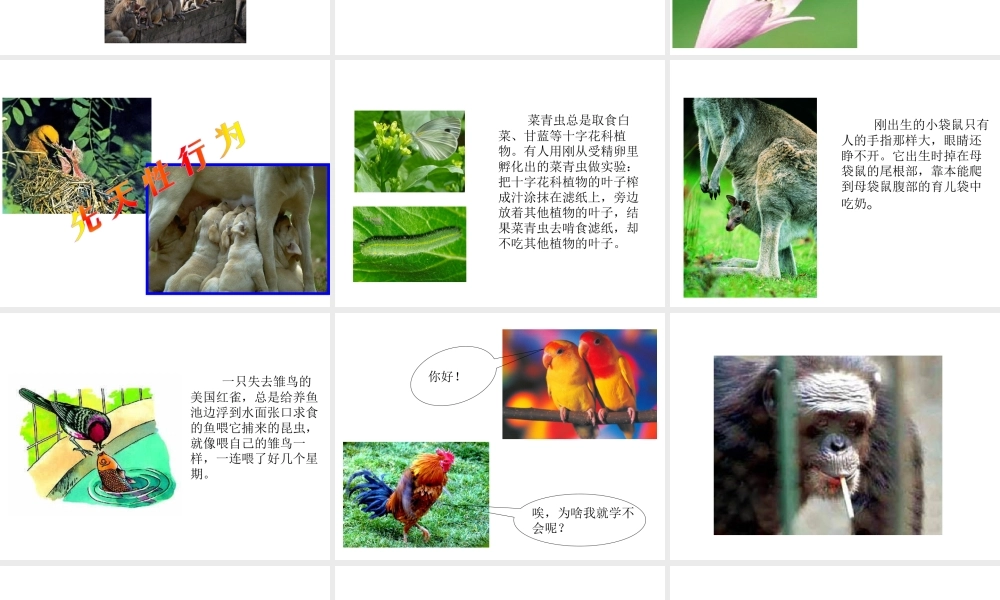 八年级生物上册 5.2.2 先天性行为和学习行为（第1课时）教学课件 （新版）新人教版-（新版）新人教版初中八年级上册生物课件