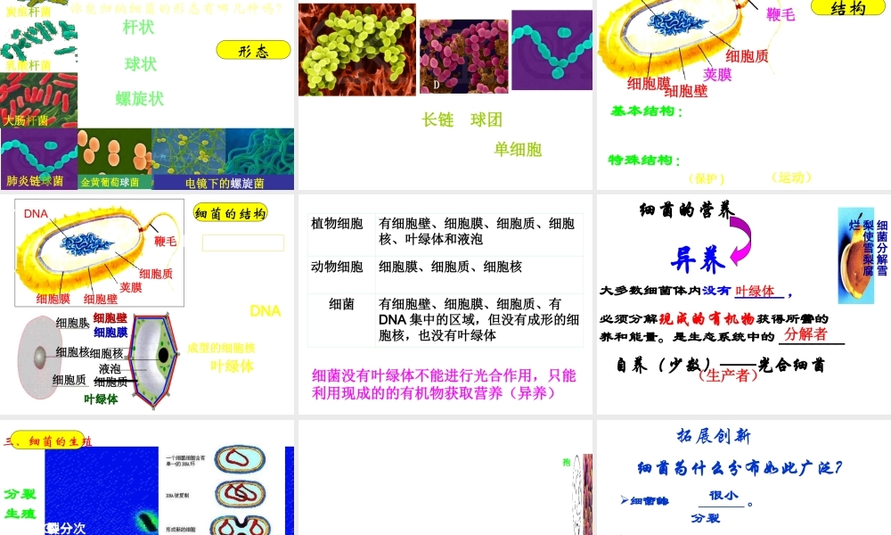 八年级生物上册 5.4.2《细菌》课件4 （新版）新人教版-（新版）新人教级上册生物课件