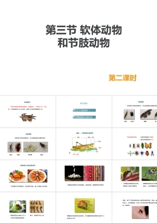 八年级生物上册 5.1.3《软体动物和节肢动物》（第2课时）课件 （新版）新人教版-（新版）新人教版初中八年级上册生物课件