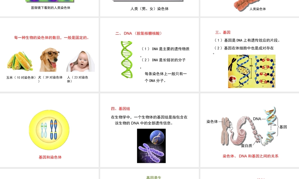 八年级生物上册 20.2 性状遗传的物质基础课件（2）（新版）北师大版-（新版）北师大版初中八年级上册生物课件