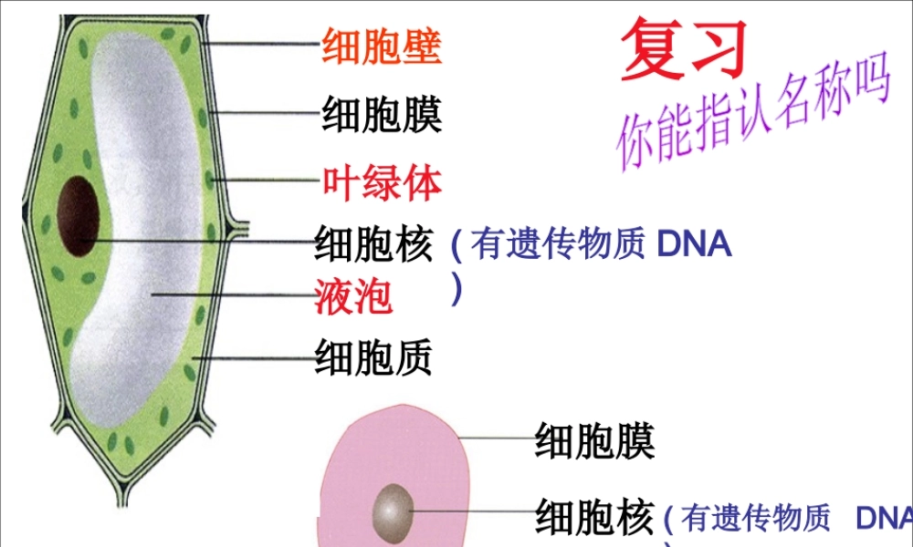 八年级生物上册 5.4.2《细菌》课件5 （新版）新人教版-（新版）新人教版初中八年级上册生物课件