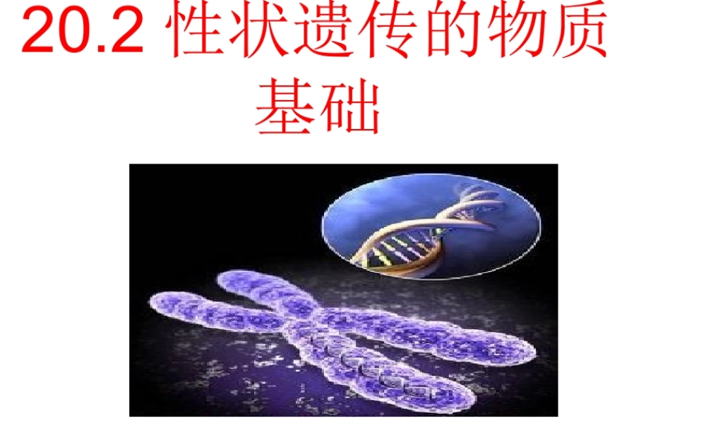 八年级生物上册 20.2《性状遗传的物质基础》课件1 （新版）北师大版-（新版）北师大版初中八年级上册生物课件