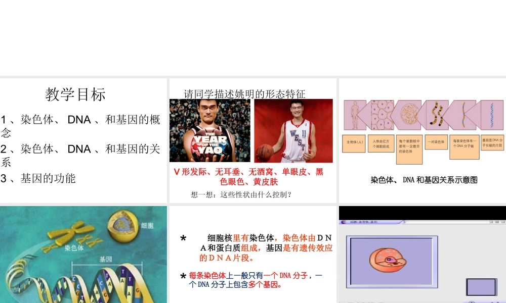 八年级生物上册 20.2《性状遗传的物质基础》课件1 （新版）北师大版-（新版）北师大版初中八年级上册生物课件