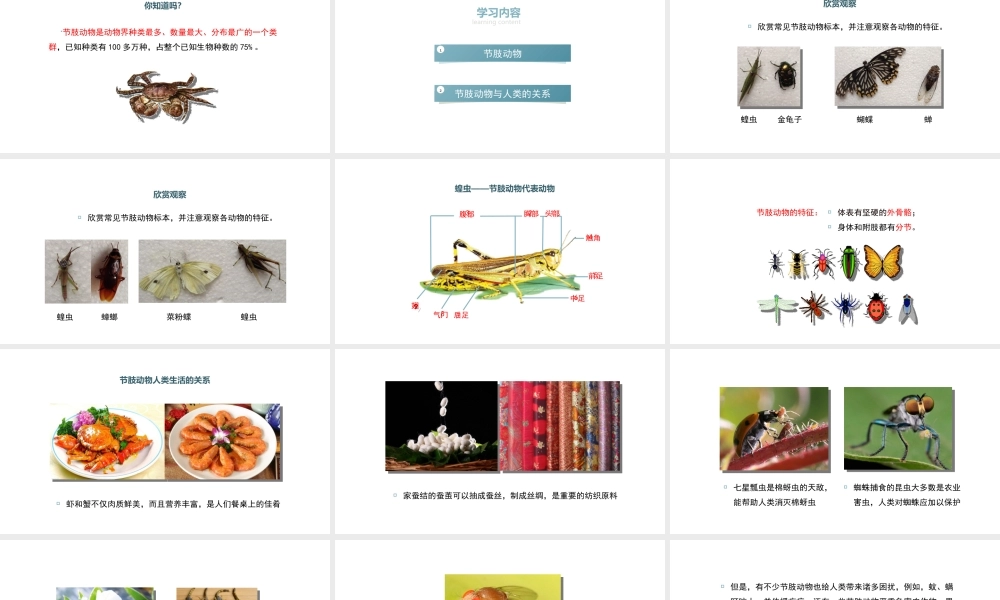 八年级生物上册 5.1.3《软体动物和节肢动物》（第2课时）课件 （新版）新人教版-（新版）新人教级上册生物课件