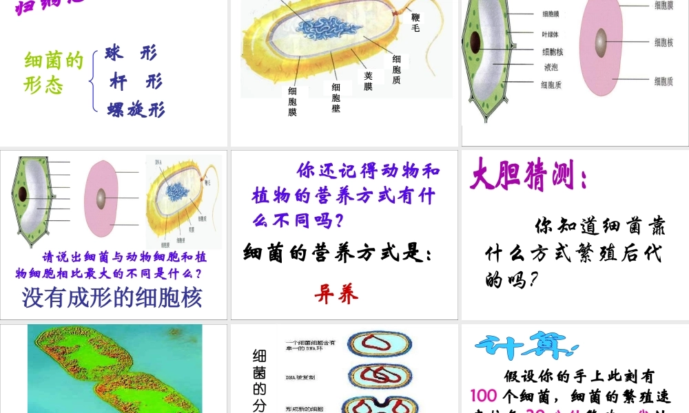 八年级生物上册 5.4.2细菌课件 （新版）新人教版-（新版）新人教版初中八年级上册生物课件
