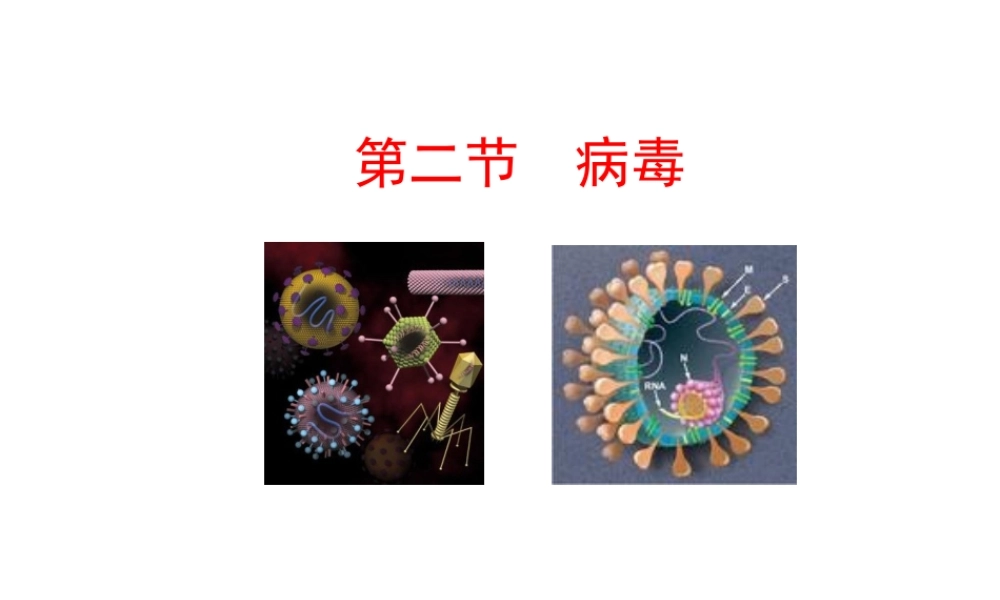 八年级生物上册 5.1.2 病毒课件（2）（新版）冀教版-（新版）冀教级上册生物课件