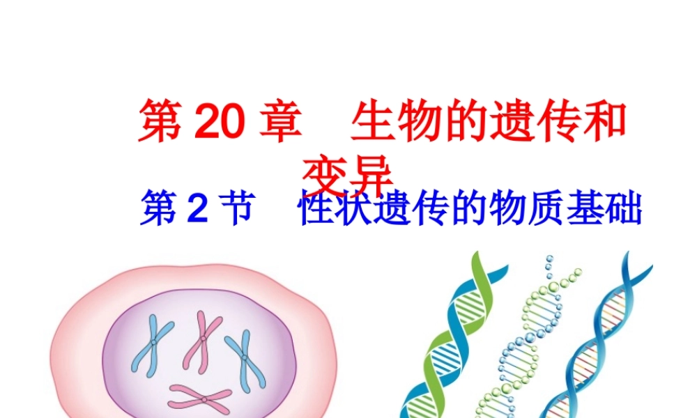 八年级生物上册 20.2《性状遗传的物质基础》课件3 （新版）北师大版-（新版）北师大版初中八年级上册生物课件