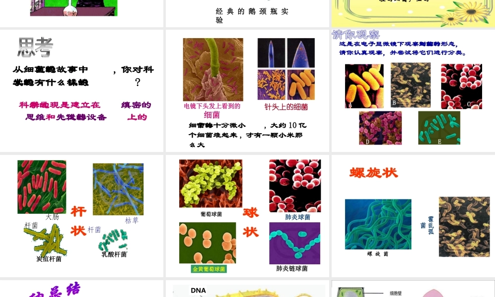 八年级生物上册 5.4.2细菌课件 （新版）新人教版-（新版）新人教级上册生物课件