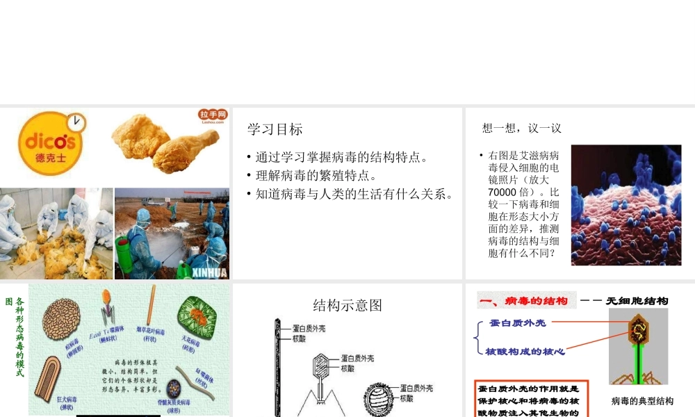 八年级生物上册 5.1.2 病毒课件（3）（新版）冀教版-（新版）冀教版初中八年级上册生物课件