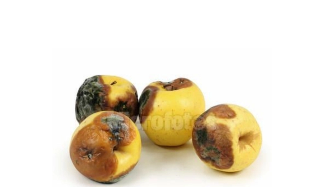 八年级生物上册 5.4.2细菌课件 人教新课标版