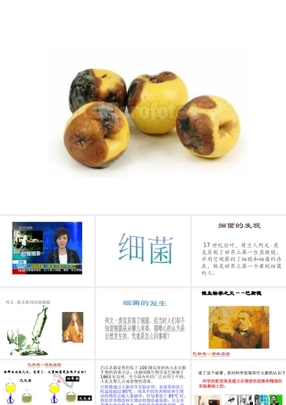 八年级生物上册 5.4.2细菌课件 人教新课标版