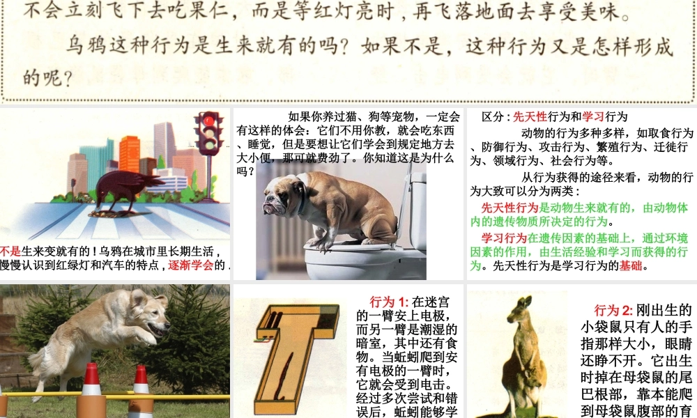 八年级生物上册 5.2.2 先天性行为和学习行为课件 新人教版