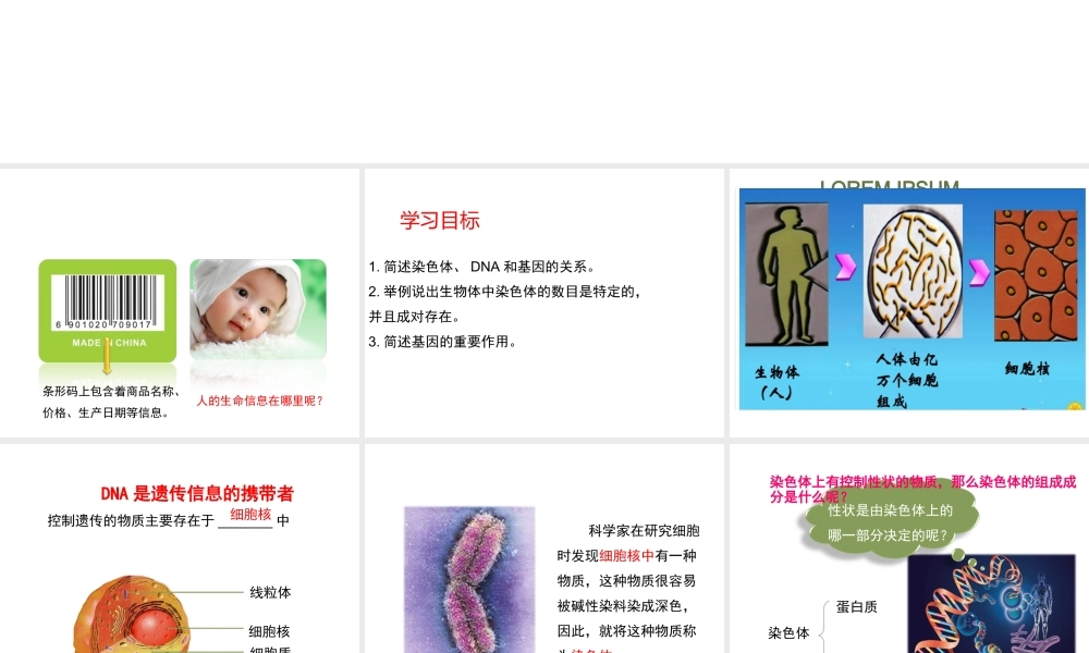 八年级生物上册 20.2《性状遗传的物质基础》课件4 （新版）北师大版-（新版）北师大版初中八年级上册生物课件