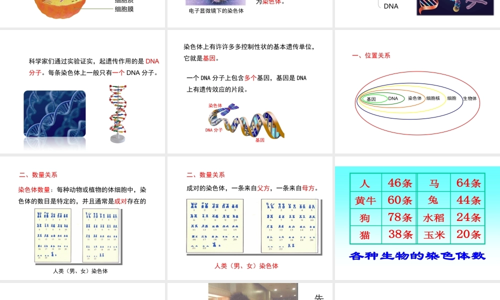 八年级生物上册 20.2《性状遗传的物质基础》课件4 （新版）北师大版-（新版）北师大版初中八年级上册生物课件