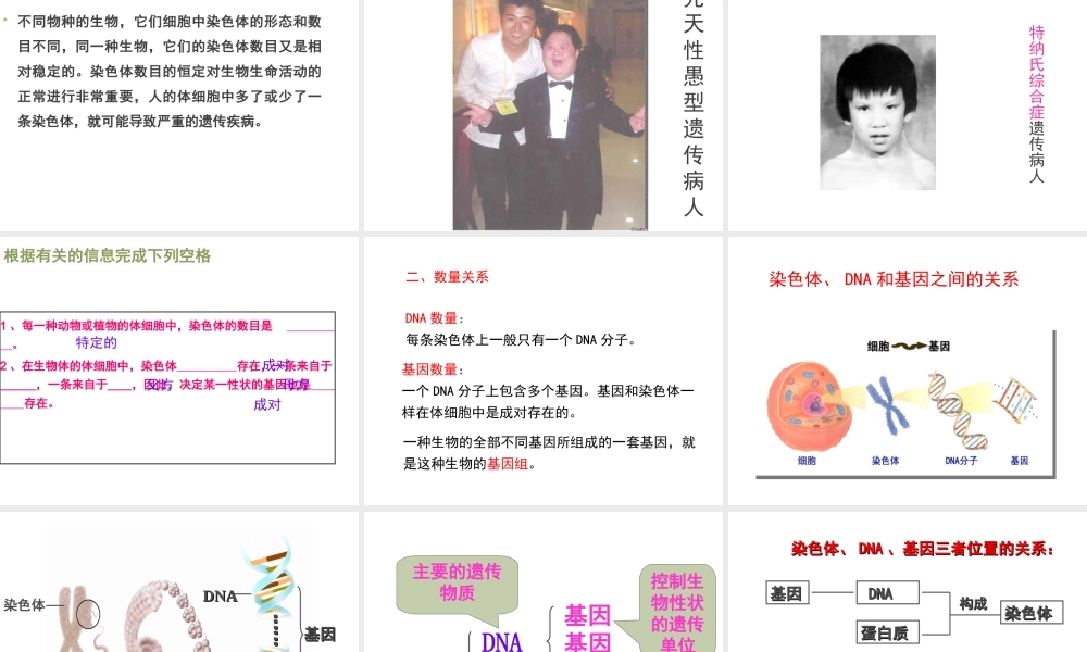 八年级生物上册 20.2《性状遗传的物质基础》课件4 （新版）北师大版-（新版）北师大版初中八年级上册生物课件