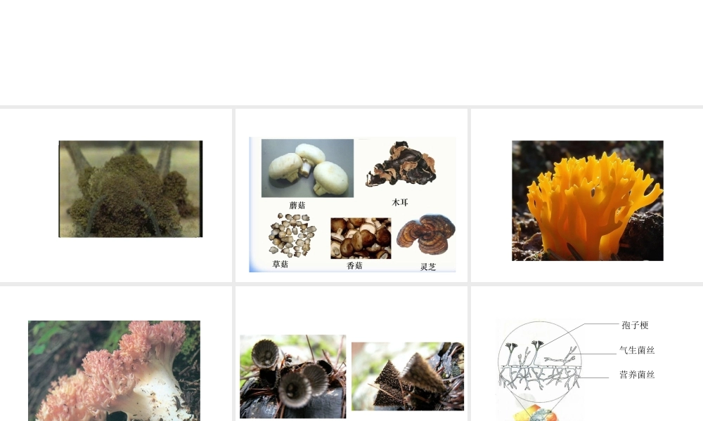 八年级生物上册 5.4.3 真菌教学课件 （新版）新人教版-（新版）新人教版初中八年级上册生物课件