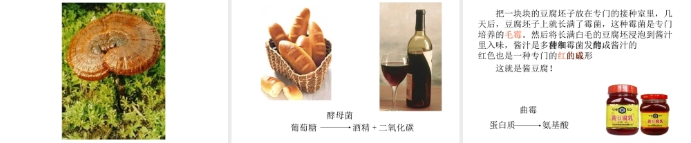 八年级生物上册 5.4.3 真菌教学课件 （新版）新人教版-（新版）新人教版初中八年级上册生物课件