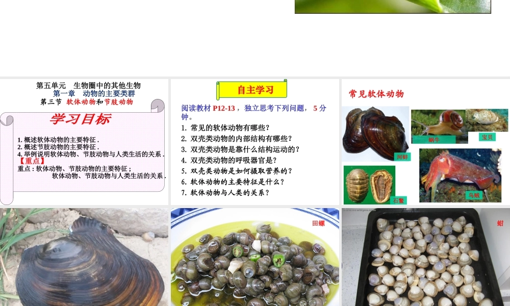 八年级生物上册 5.1.3《软体动物和节肢动物》课件1 （新版）新人教版-（新版）新人教版初中八年级上册生物课件