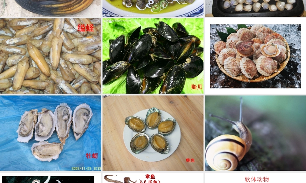 八年级生物上册 5.1.3《软体动物和节肢动物》课件1 （新版）新人教版-（新版）新人教版初中八年级上册生物课件