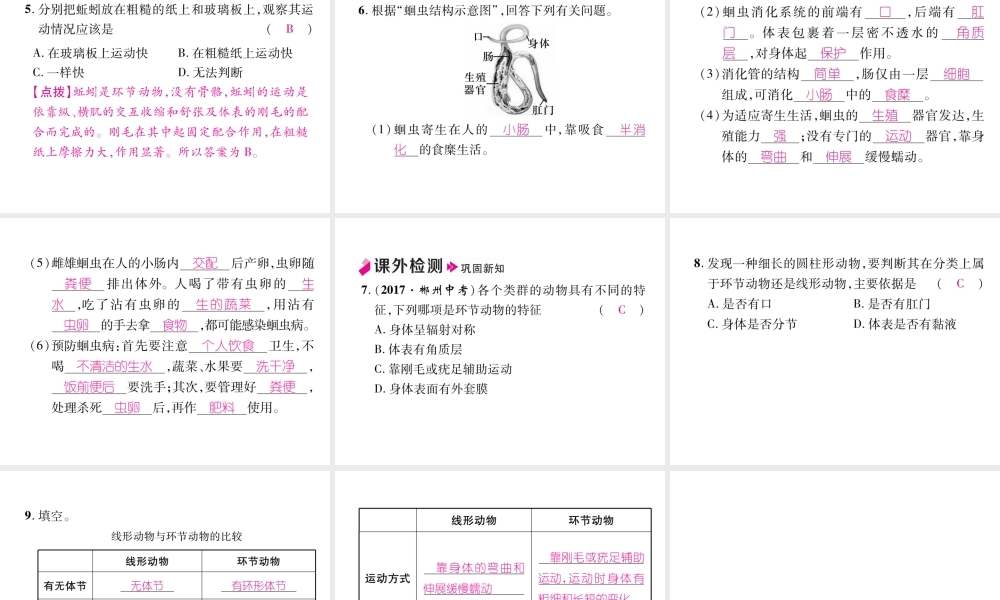 八年级生物上册 5.1.2 线形动物和环动物作业课件 （新版）新人教版-（新版）新人教版初中八年级上册生物课件
