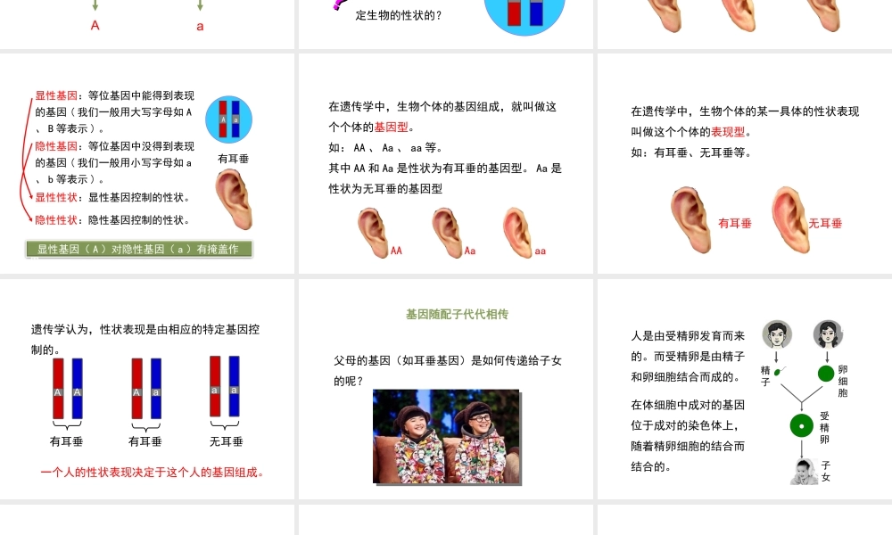 八年级生物上册 20.3 性状遗传有一定的规律性课件（1）（新版）北师大版-（新版）北师大版初中八年级上册生物课件