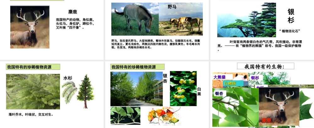 八年级生物上册 6.2《认识生物的多样性》课件3 （新版）新人教版-（新版）新人教版初中八年级上册生物课件