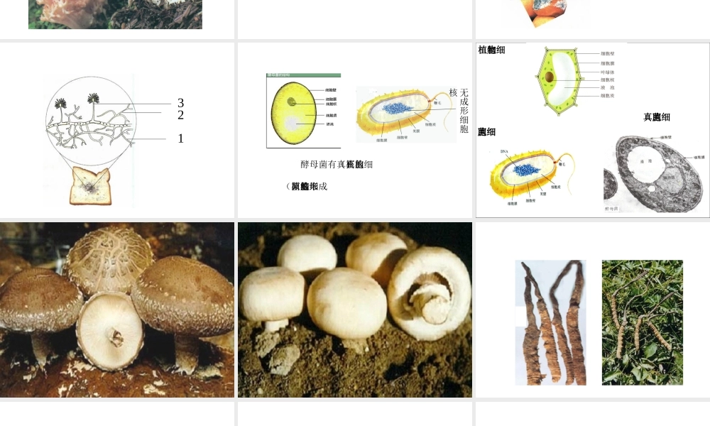 八年级生物上册 5.4.3 真菌教学课件 （新版）新人教版-（新版）新人教级上册生物课件