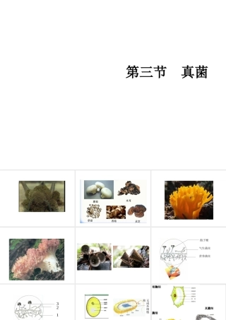 八年级生物上册 5.4.3 真菌教学课件 （新版）新人教版-（新版）新人教级上册生物课件