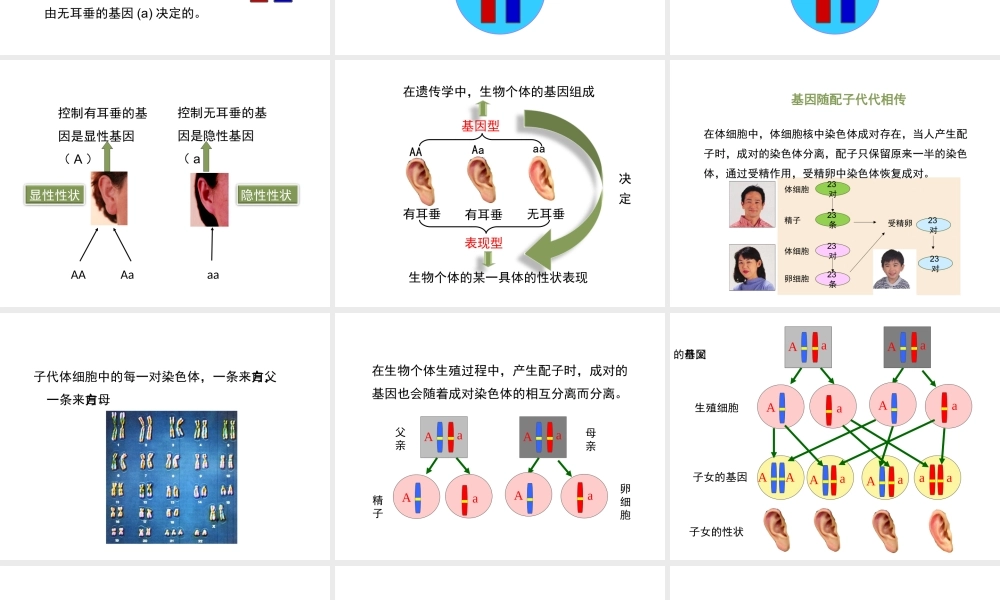 八年级生物上册 20.3 性状遗传有一定的规律性课件（2）（新版）北师大版-（新版）北师大版初中八年级上册生物课件