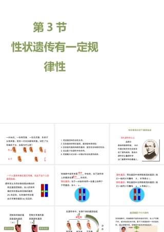 八年级生物上册 20.3 性状遗传有一定的规律性课件（2）（新版）北师大版-（新版）北师大版初中八年级上册生物课件