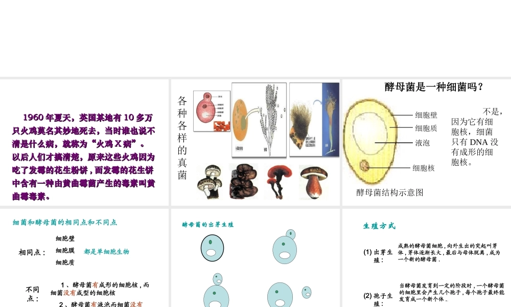 八年级生物上册 5.4.3 真菌课件 （新版）新人教版-（新版）新人教版初中八年级上册生物课件